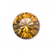 Preciosa Preciosa chaton